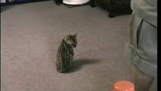 Jerking straight blown by gay dilf